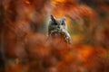 Autumn orange wildlife, detail portrait of owl in the forest. Eurasian Eagle Owl, Bubo Bubo, sitting tree trunk, wildlife fall