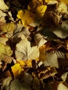 Autumn orange and yellow carpet leaves Royalty Free Stock Photo