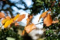 Autumn orange yellow leaves closeup, in park. Autumn background Royalty Free Stock Photo