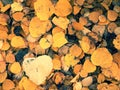 Autumn orange yellow poplar leaves on ground. Golden carpet Royalty Free Stock Photo