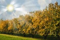 Autumn Orchard Royalty Free Stock Photo