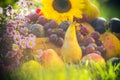 Autumn orchard fruit crops grass sunset Royalty Free Stock Photo