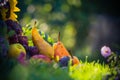 Autumn orchard fruit crops grass sunset Royalty Free Stock Photo