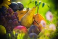 Autumn orchard fruit crops grass sunset