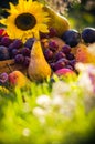 Autumn orchard fruit crops grass sunset Royalty Free Stock Photo