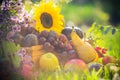 Autumn orchard fruit crops grass sunset Royalty Free Stock Photo