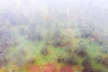 Autumn orchard in morning fog with fallen leaves on the ground