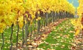 Autumn Orchard Vineyard