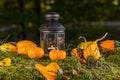 Autumn ornamental pumpkins