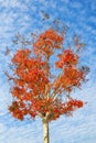 Autumn. Ornamental tree with bright red leaves and fruits against blue sky. Lagerstroemia  Crepe Myrtle  tree Royalty Free Stock Photo