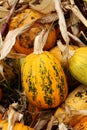 Autumn outdoor pumpkin kitchen garden. Harvest, Halloween, organic natural vegan food background