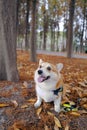 autumn outing with corgi do Royalty Free Stock Photo