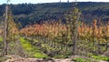 Autumn over fruit trees in orchard