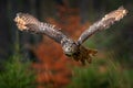 Autumn owl fly. Eurasian Eagle Owl, Bubo bubo, with open wings in flight, forest habitat in background, orange autumn trees.