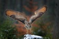 Autumn owl fly.  Eurasian Eagle Owl, Bubo bubo, with open wings in flight, forest habitat in background, orange autumn trees. Royalty Free Stock Photo