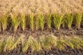 Autumn paddy field Royalty Free Stock Photo