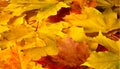 Autumn painting, Autumn maple leaves, different colors. Yellow, red, burgundy, green, orange