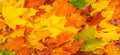 Autumn painting, Autumn maple leaves, different colors. Yellow, red, burgundy, green, orange