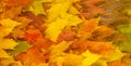 Autumn painting, Autumn maple leaves, different colors. Yellow, red, burgundy, green, orange