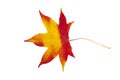 Autumn painting, Autumn maple leaves, Solitary leaf on white background, different colors. Royalty Free Stock Photo