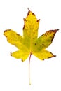 Autumn painting, Autumn maple leaves, Solitary leaf on white background, different colors. Royalty Free Stock Photo