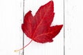 Autumn painting, Autumn maple leaves, Solitary leaf on white background, different colors. Royalty Free Stock Photo