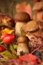 autumn painting, group of boletus mushrooms, aesthetically pleasing