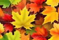 Autumn painting, Autumn maple leaves