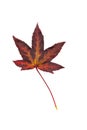 Autumn painting, Autumn maple leaves, Solitary leaf on white background, different colors.autumn leaves on a white background Royalty Free Stock Photo