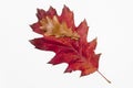 Autumn painting, red oak leaf isolated on white background, different colors Royalty Free Stock Photo