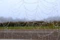 Autumn paintings: numerous drops of dew on a thin cobweb on an autumn morning, close-up