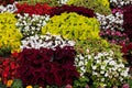 Autumn paints coleus, marigold, begonia on Moscow flower beds. Floral background, landscaping and garden decoration