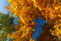 Autumn paints in the forest. Yellow maple and birch leave and the blue sky