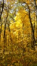 Autumn Russian wood