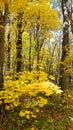 Autumn paints of the Russian wood