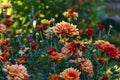 Autumn palette: burgundy chrysanthemums in the autumn garden, close-up, side view, bokeh Royalty Free Stock Photo