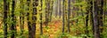 Autumn panorama of dense autumn forest with colorful leaves on trees and fallen leaves on the ground Royalty Free Stock Photo