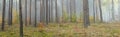 Autumn panorama landscape misty foggy day in Knyszyn Primeval Forest, Royalty Free Stock Photo