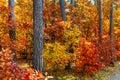 Autumn panorama of mixed forest thicket with colorful tree leaves mosaic in Mazowiecki Landscape Park in Celestynow in Poland