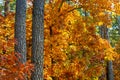 Autumn panorama of mixed forest thicket with colorful tree leaves mosaic in Mazowiecki Landscape Park in Celestynow in Poland