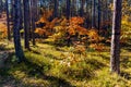 Autumn panorama of mixed forest thicket with colorful tree leaves mosaic in Mazowiecki Landscape Park in Celestynow in Poland