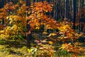 Autumn panorama of mixed forest thicket with colorful tree leaves mosaic in Mazowiecki Landscape Park in Celestynow in Poland