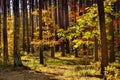 Autumn panorama of mixed forest thicket with colorful tree leaves mosaic in Mazowiecki Landscape Park in Celestynow in Poland