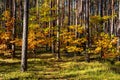 Autumn panorama of mixed forest thicket with colorful tree leaves mosaic in Mazowiecki Landscape Park in Celestynow in Poland