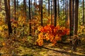 Autumn panorama of mixed forest thicket with colorful tree leaves mosaic in Mazowiecki Landscape Park in Celestynow in Poland
