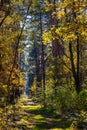 Autumn panorama of mixed forest thicket with colorful tree leaves mosaic in Mazowiecki Landscape Park in Celestynow in Poland