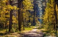 Autumn panorama of mixed forest thicket with colorful tree leaves mosaic in Mazowiecki Landscape Park in Celestynow in Poland