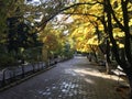 Autumn at Parcul Central Royalty Free Stock Photo