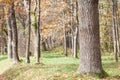 Autumn park abstract photo selective focus