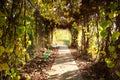 Autumn park alley Royalty Free Stock Photo